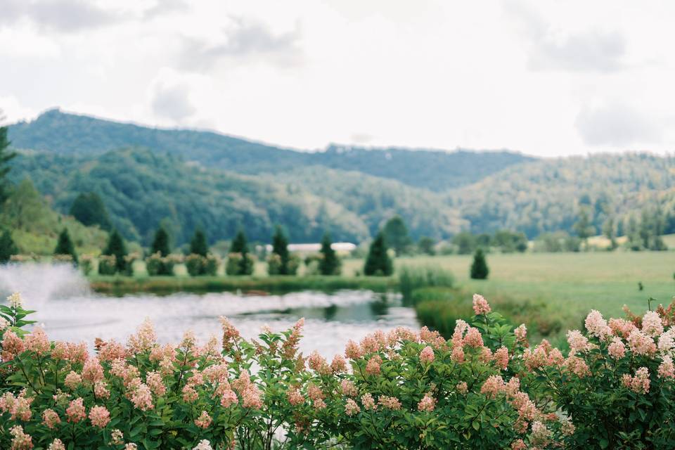 Hydrangeas