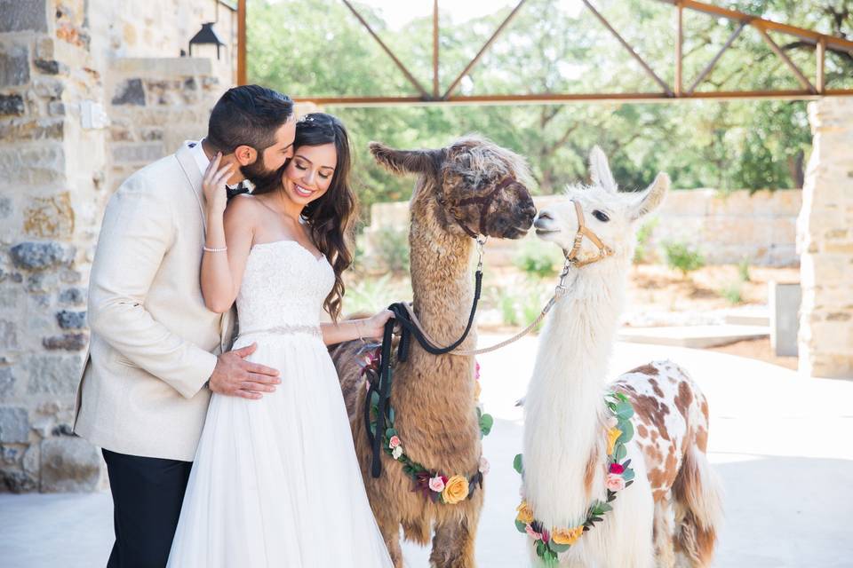 Wedding with Llamas Park 31