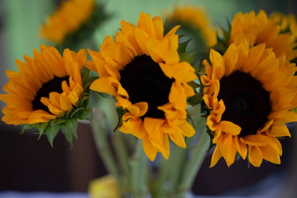 Fabulous sunflowers