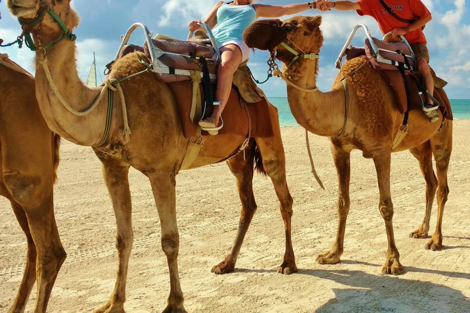 A Camel-beach proposal!
