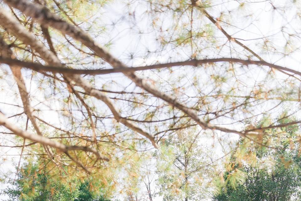 Outdoor Wedding