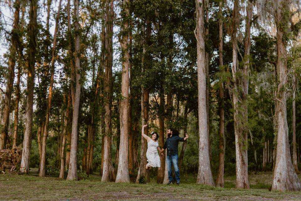 Cypress Trees