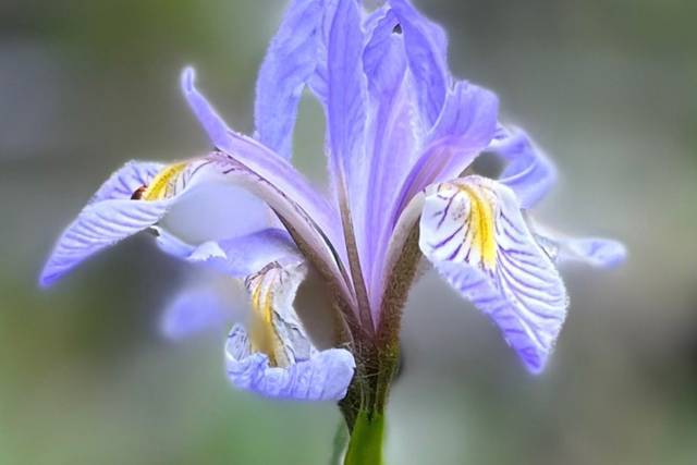 Wild iris bloom in the summer