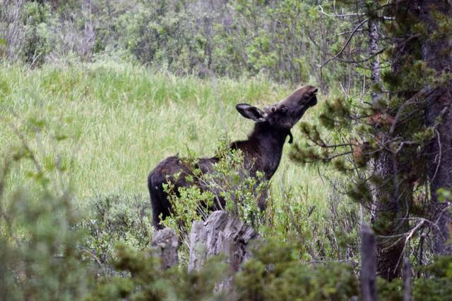 Abundant wildlife