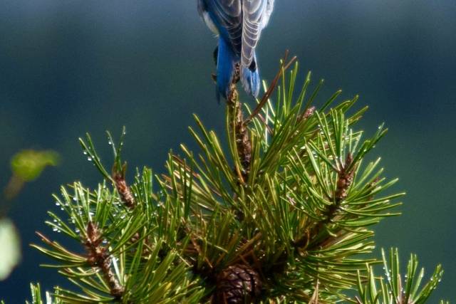 Mountain bluebirds