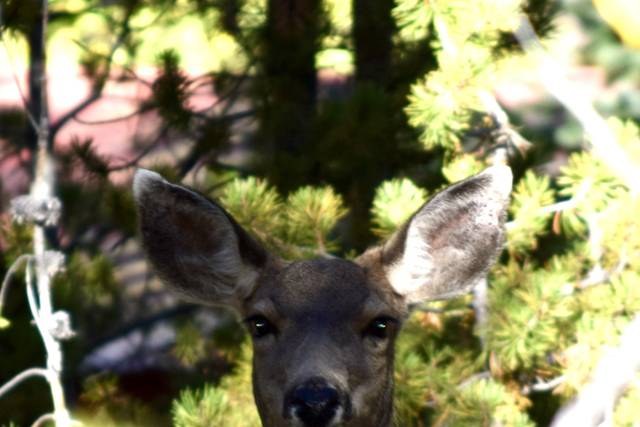 Curious visitors abound