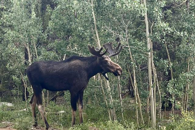 Our moose are frequent visitor
