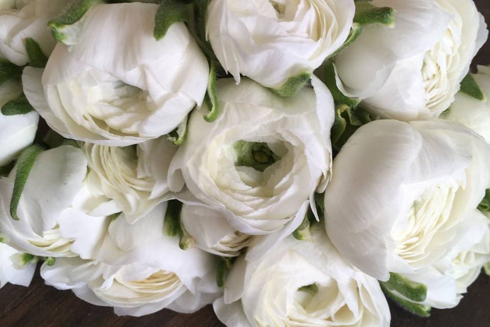 White ranunculus