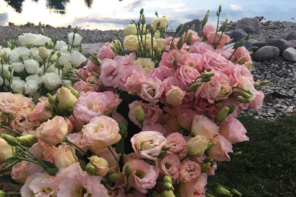 Apricot lisianthus