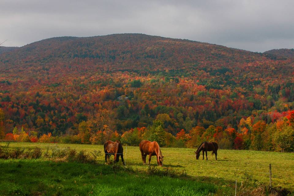 Vermont fall foliage