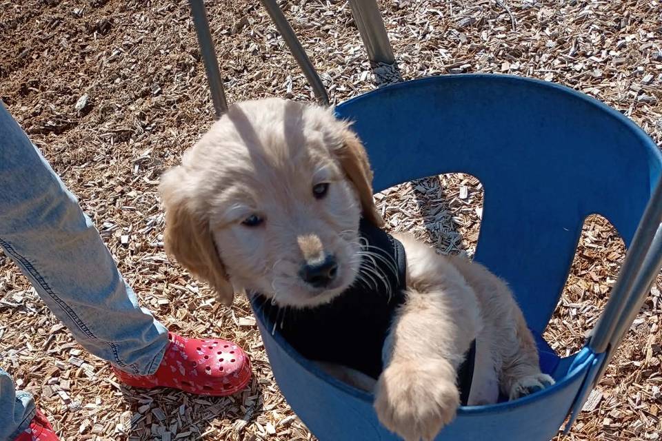 My puppy Charlie