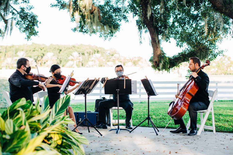 Classical String Quartet