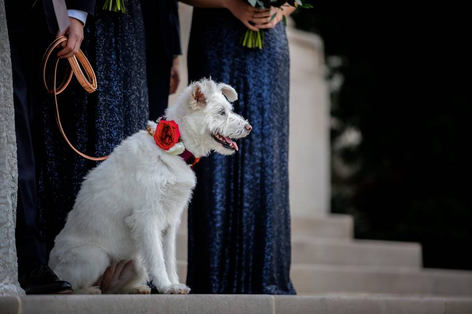 Couple portrait with dog