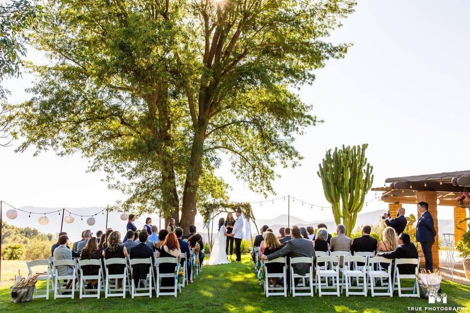 Wedding by the ash tree