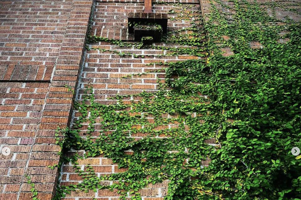 Ivy on the walls