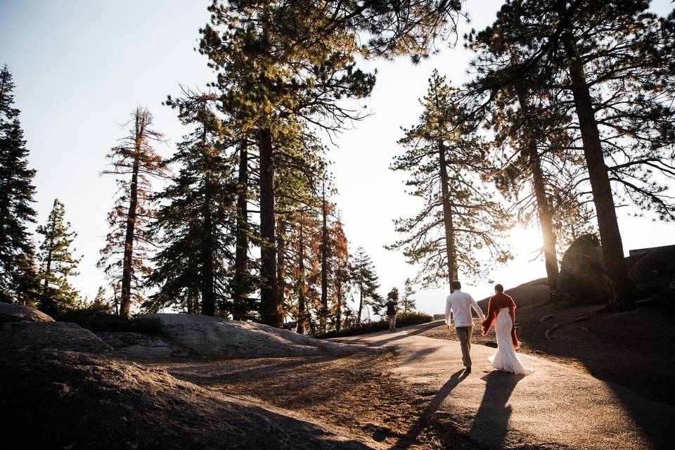 The Redwoods In Yosemite