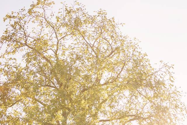 Golden Hour