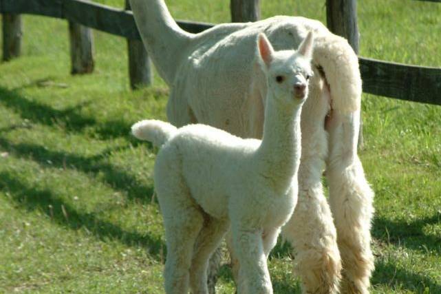 Alpacas