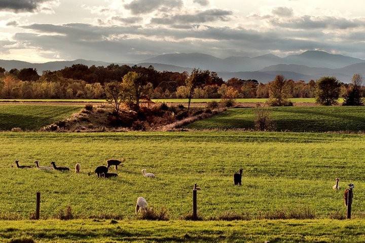 The Vermont Wedding Barn at Champlain Valley Alpacas