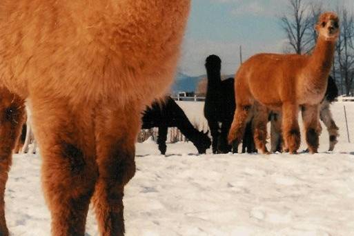 Alpacas in the snow