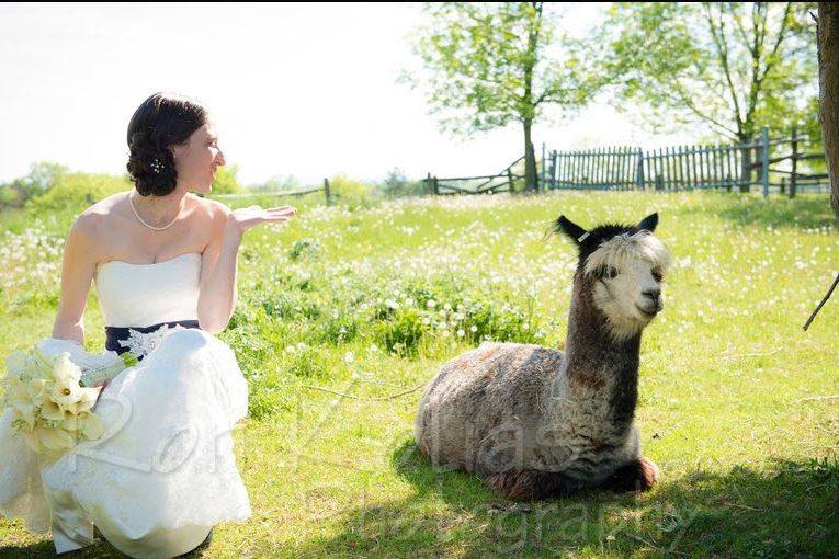 Bride sitting with an alpaca