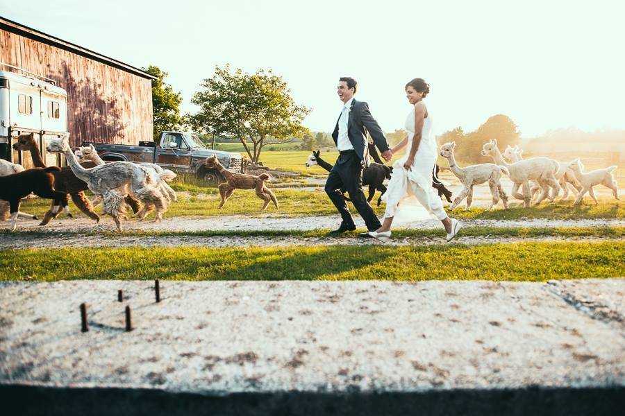 Newlyweds walking with the animals