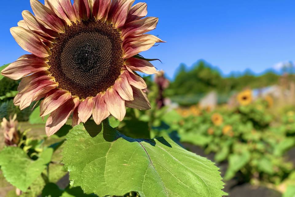 SUNFLOWER FIELD