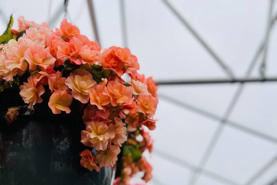 GREENHOUSE