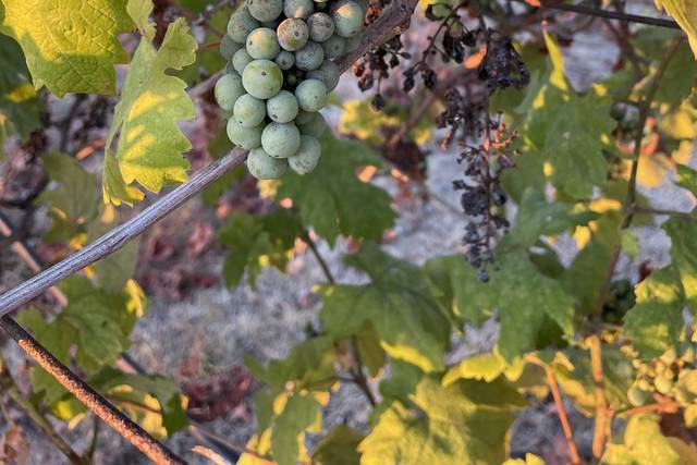 A working vineyard, grapes rip