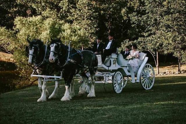 Shires for Hire Carriage Company