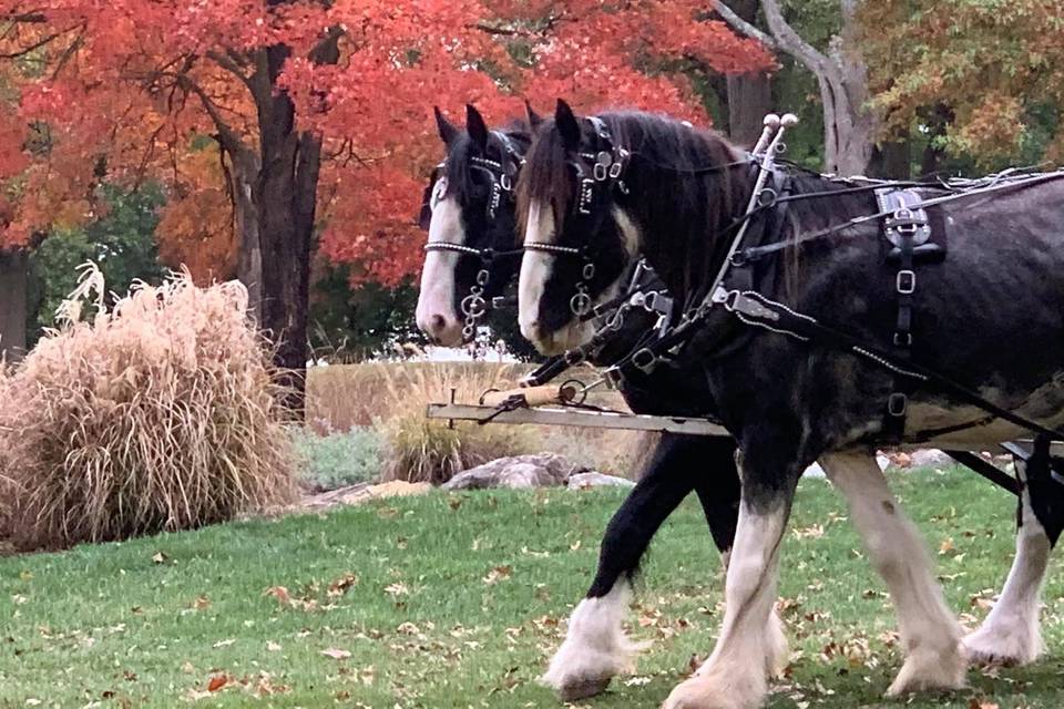 Fall weddings