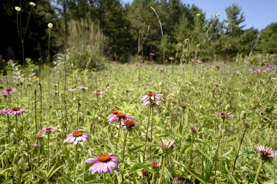 West Wild Flower Field Ceremony Site