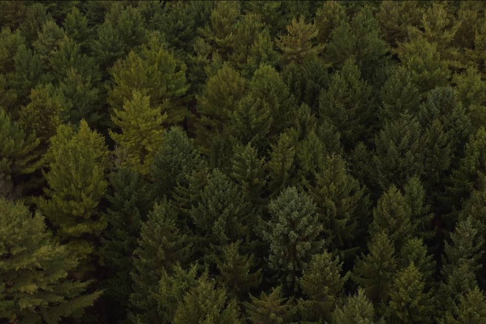!7 Acres of Pines