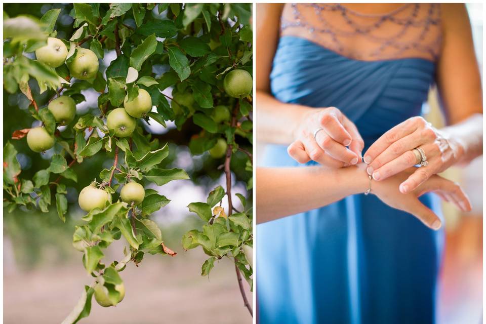Apple Orchard