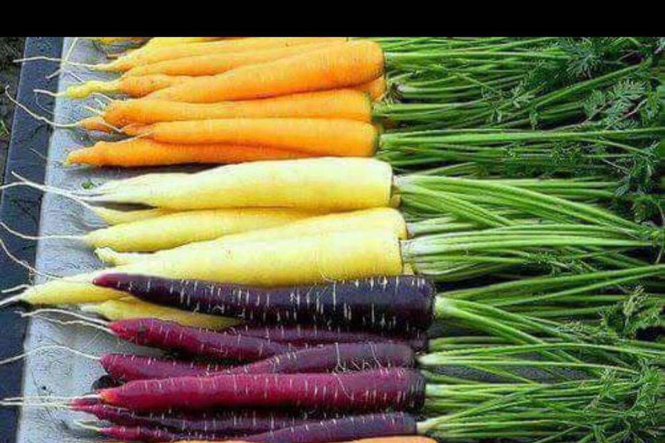 Carrots