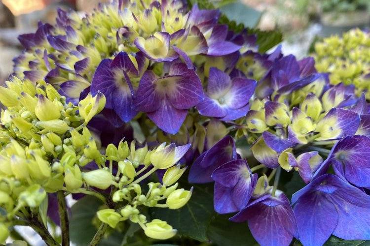 Blooming purple hydrangeas