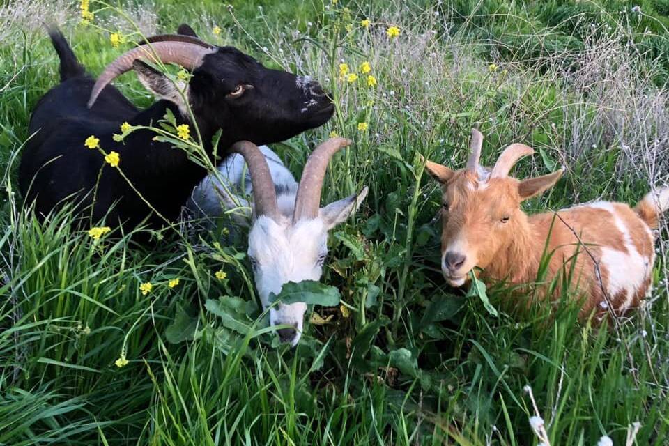 Goats! Ivy, Max and Willow