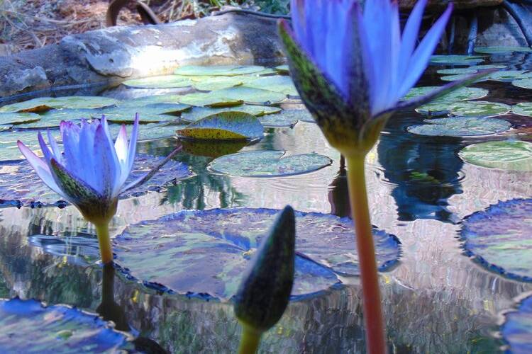 Tropical pond lilies