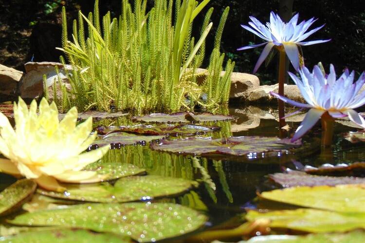 Water lilies in full bloom