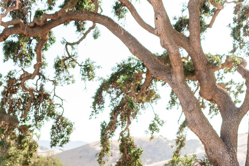 Beneath the valley oak