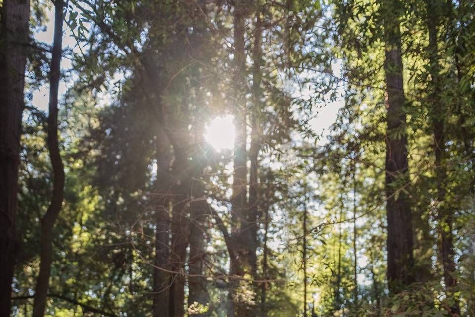 Roaring Camp Redwoods Californ