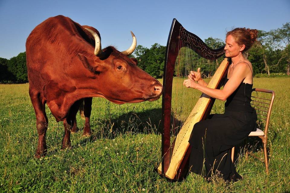 Beau the ox, mesmerized by harp music