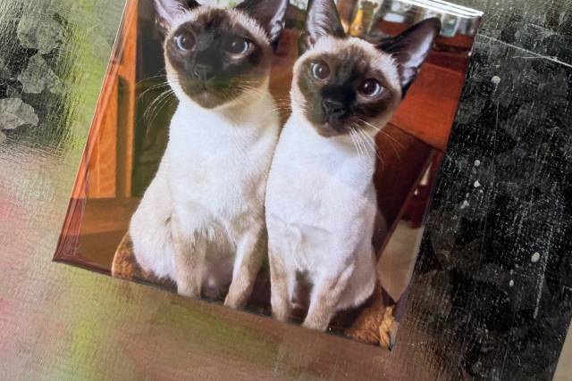 Pet magnets