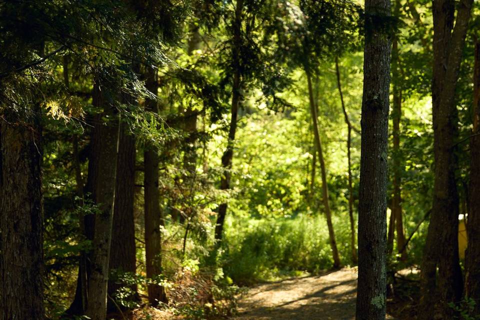 Wooded path