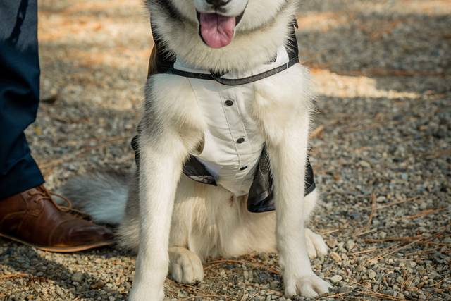 Dog of Honor