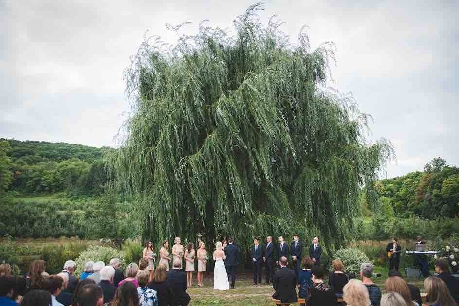 Vineyard wedding ceremony