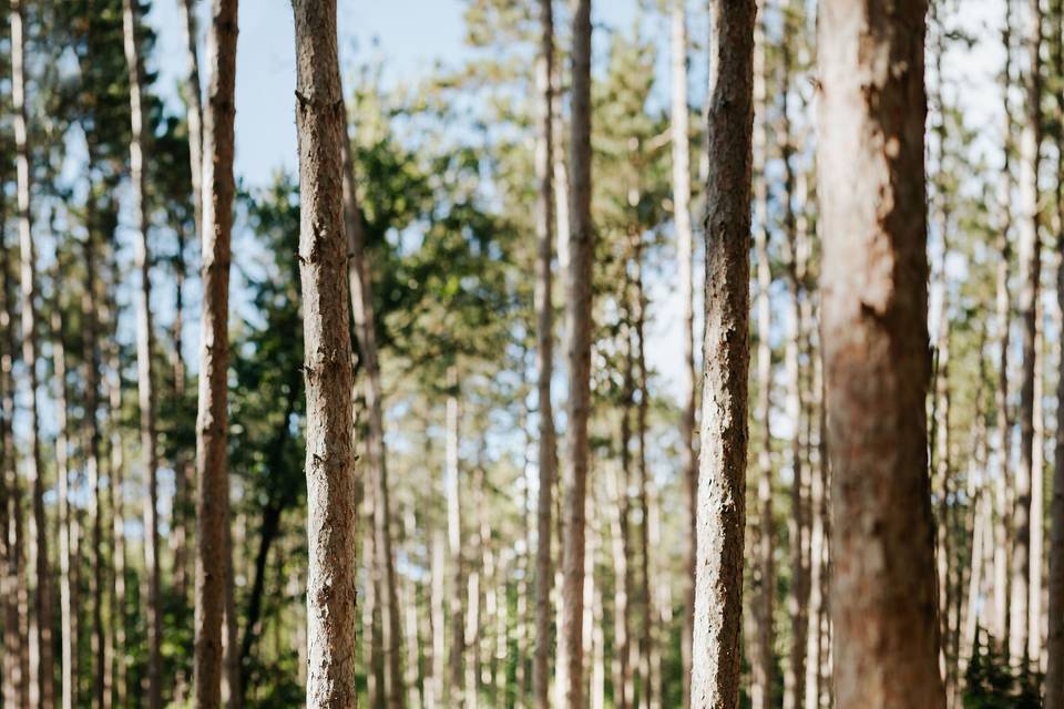 Woods