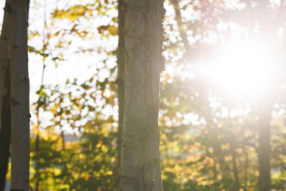 Sunset at the Birch