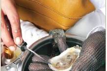 Oyster close up