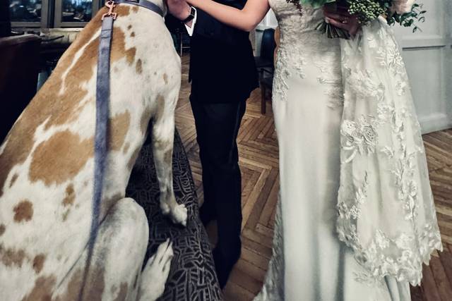 Capitol Canine Weddings